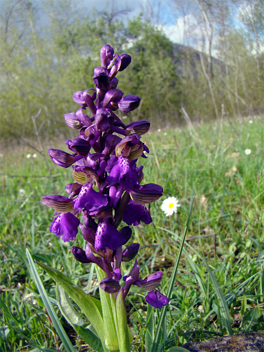 Orchis morio...e altre